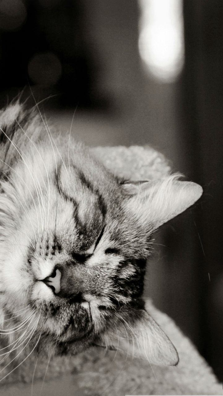 Обои котенок, черная кошка, черный и белый, монохромная фотография, черно-белая фотография в разрешении 720x1280