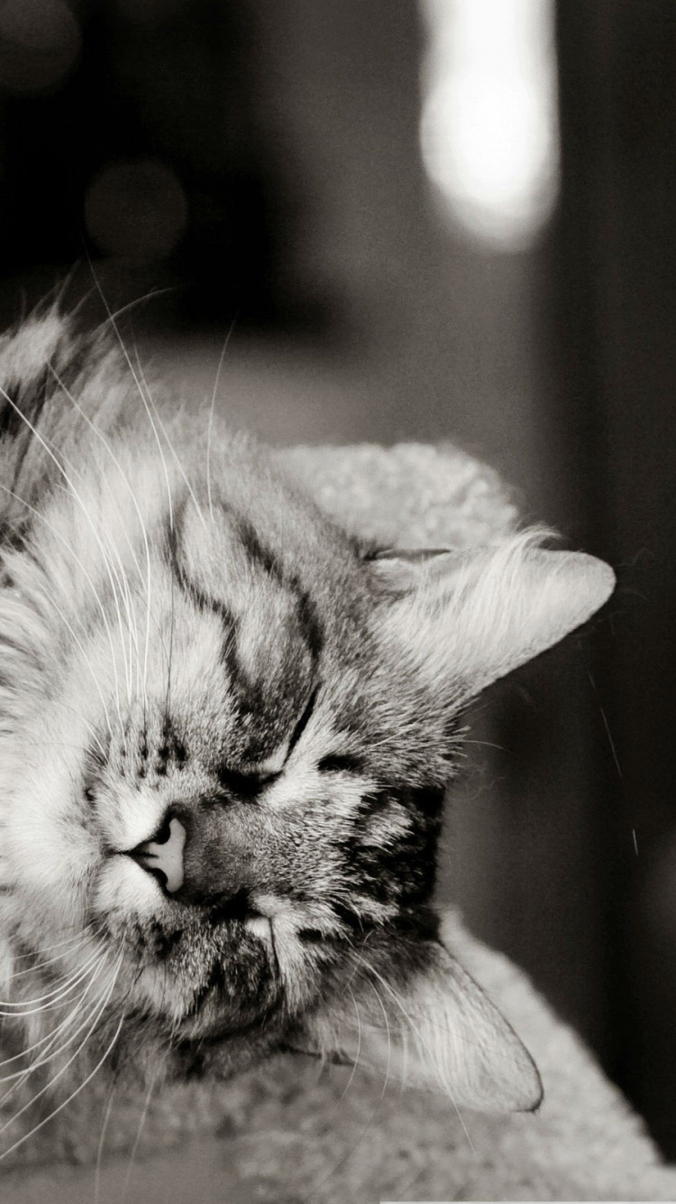 Обои котенок, черная кошка, черный и белый, монохромная фотография, черно-белая фотография в разрешении 750x1334