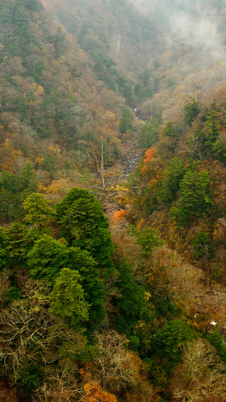 Обои растительность, природа, природный заповедник, дикая местность, лес в разрешении 720x1280