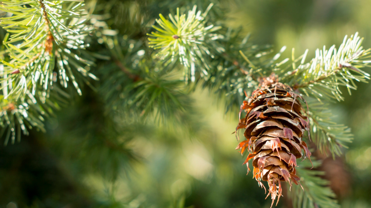 Обои лиственница, Хвойные, ель, сосна, семейства сосновых в разрешении 1280x720