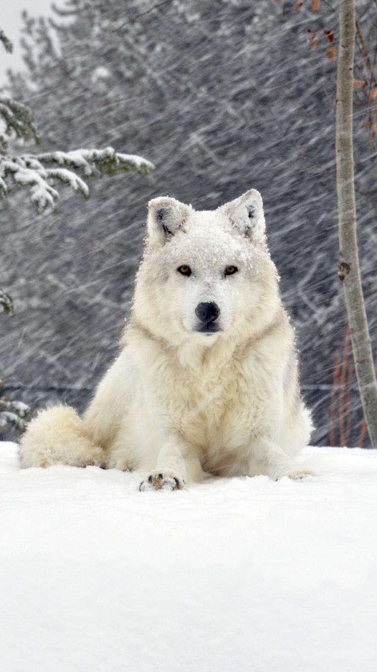 Обои снег, живая природа, собака, лес, гренландская собака в разрешении 750x1334