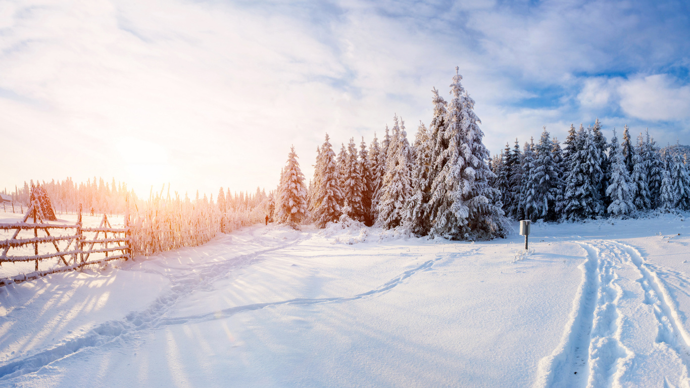 Обои зима, снег, дерево, замораживание, облако в разрешении 1366x768