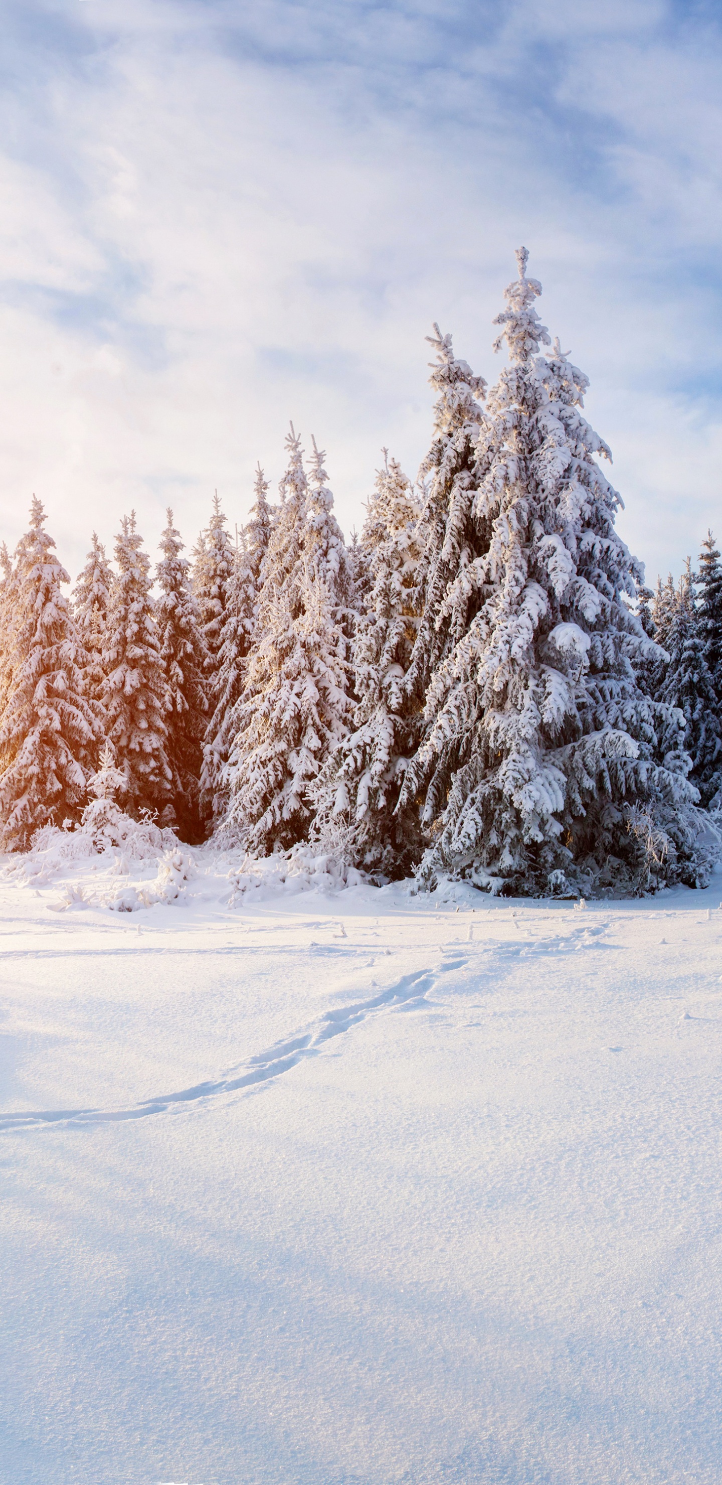 Обои зима, снег, дерево, замораживание, облако в разрешении 1440x2960