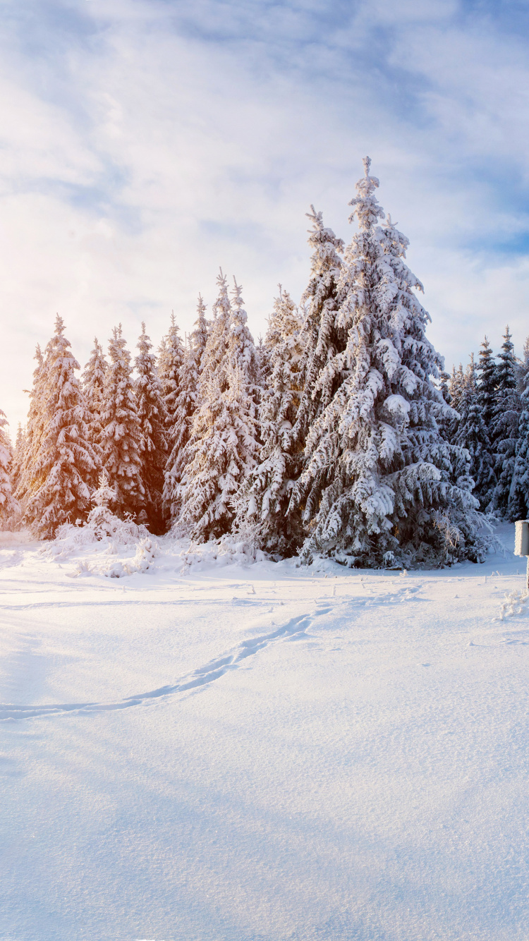 Обои зима, снег, дерево, замораживание, облако в разрешении 750x1334