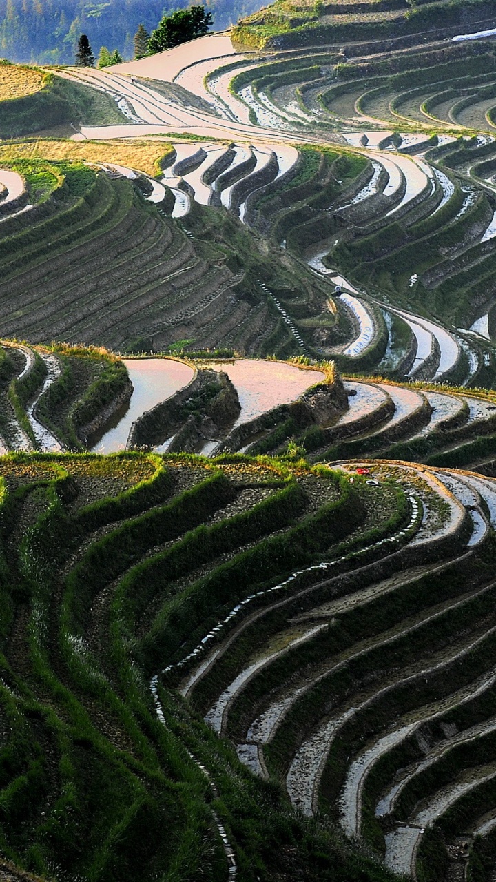 Обои Рисовые Террасы Лунцзи, терраса, пейзаж, видеоигра, трава в разрешении 720x1280
