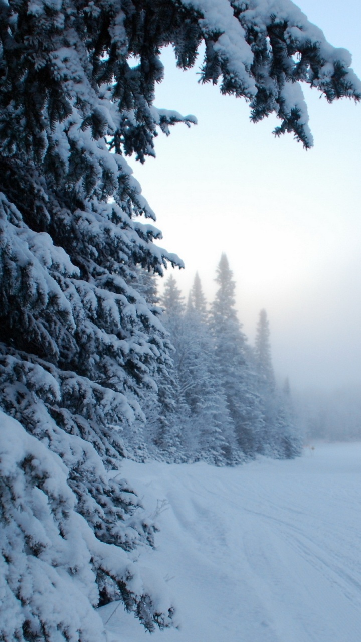 Обои зима, снег, дерево, природа, мороз в разрешении 720x1280