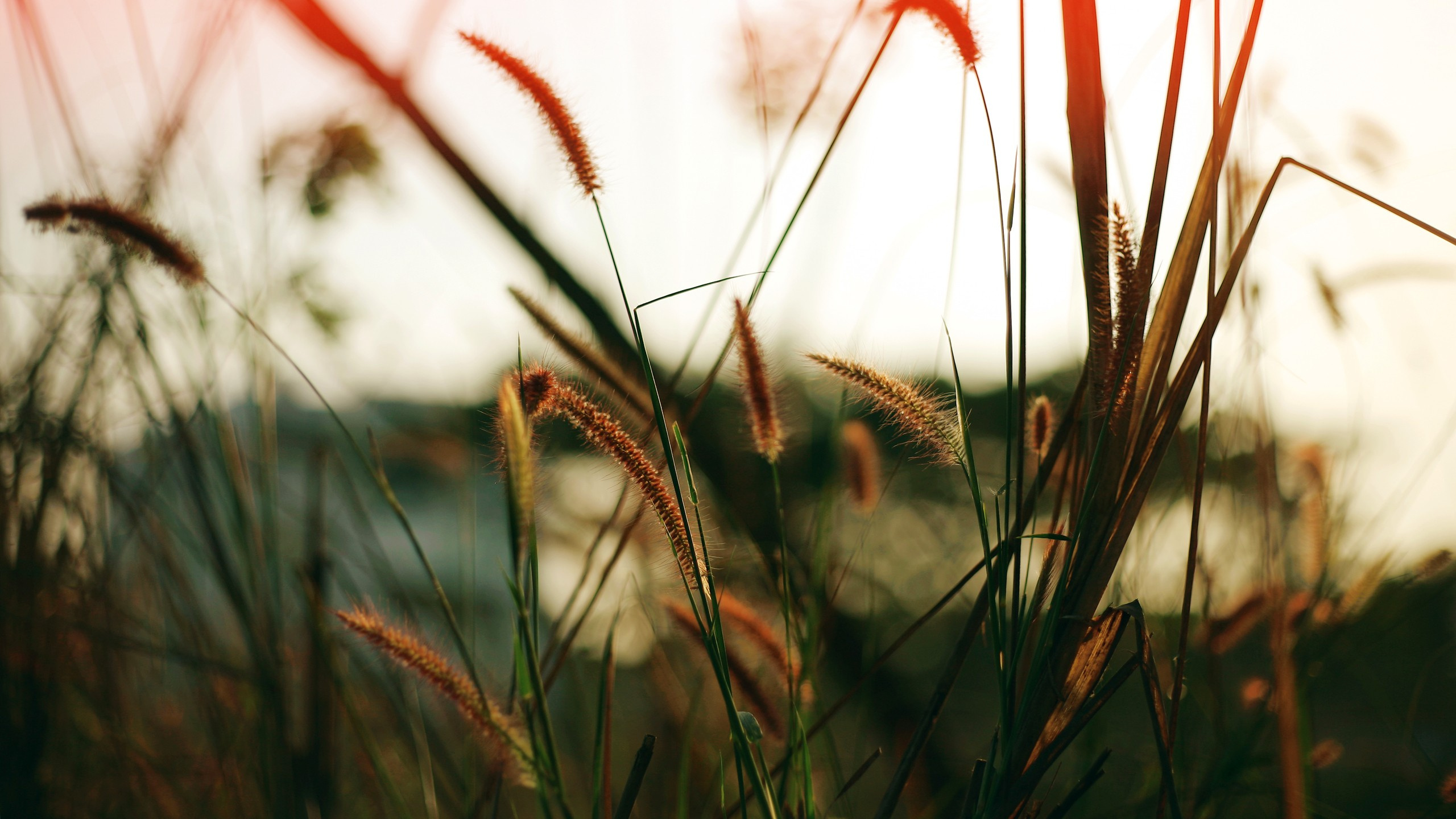 Обои растение, семейство травы, стебель растения, солнечный свет, прут в разрешении 2560x1440