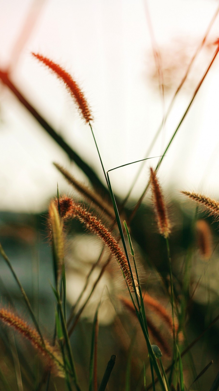 Обои растение, семейство травы, стебель растения, солнечный свет, прут в разрешении 750x1334