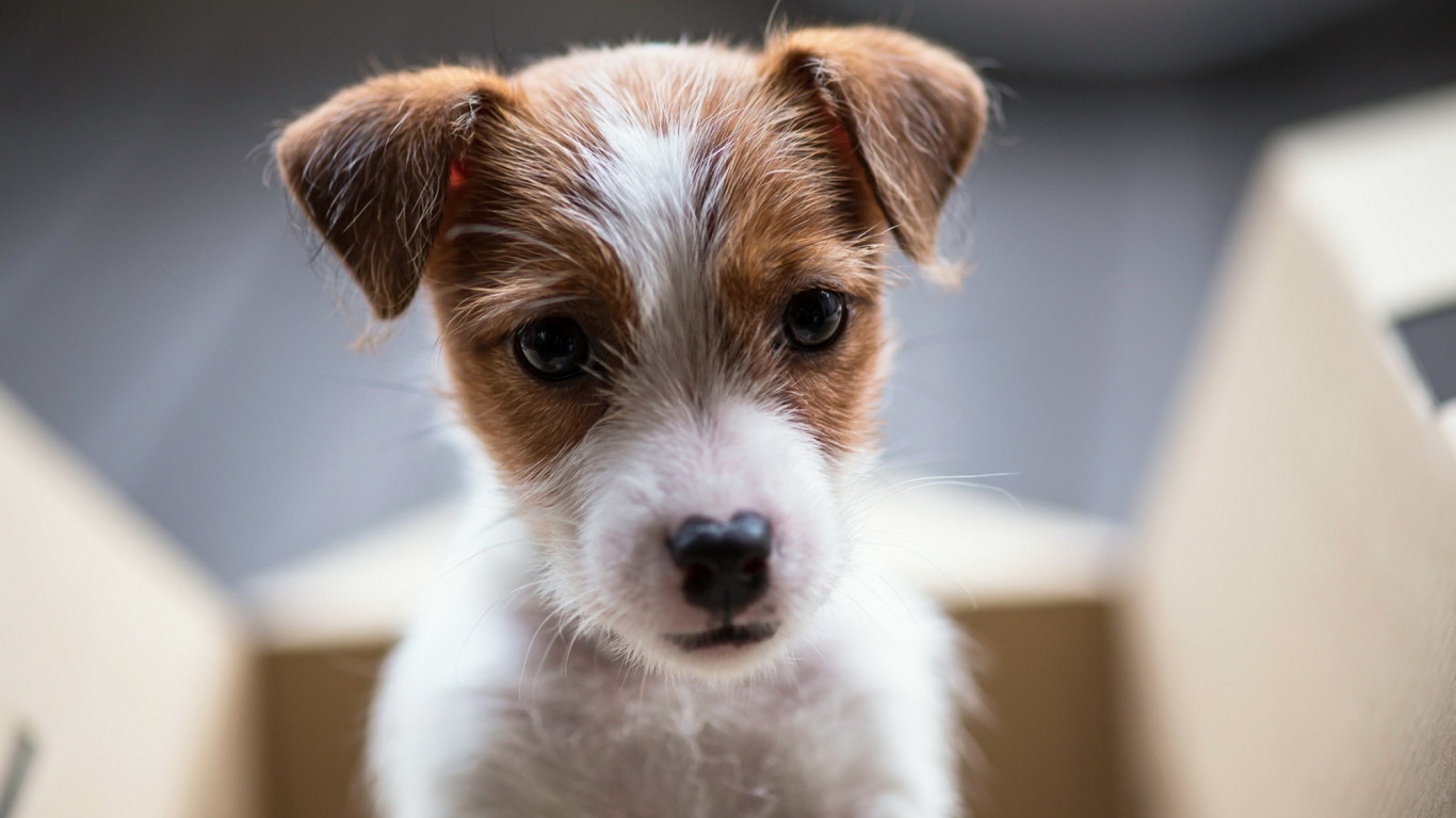 Обои пес, джек рассел терьер, щенок, бордер колли, собака породы в разрешении 1366x768