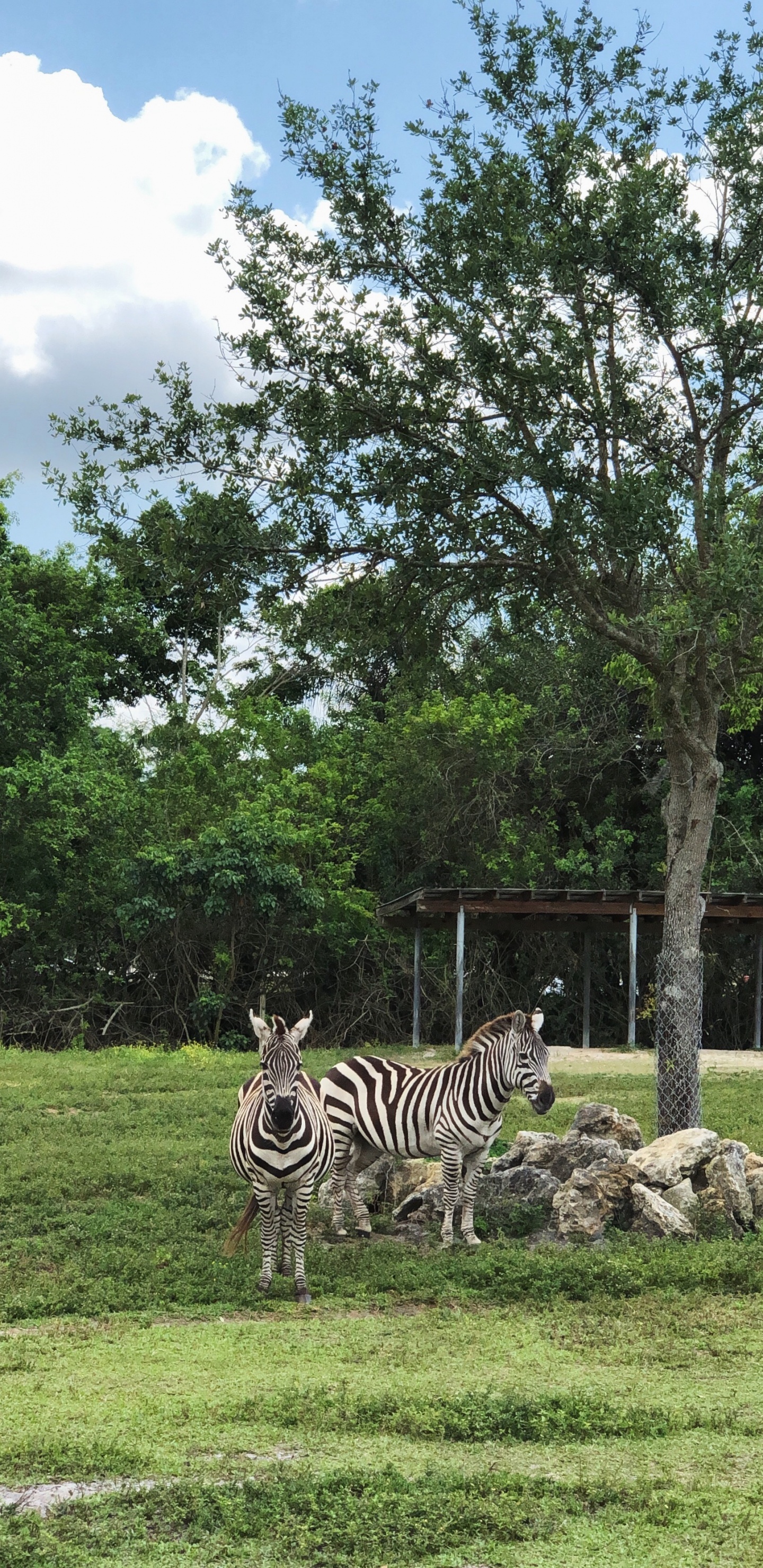 Обои сенокосное угодье, растительное сообщество, биология, наука, зебра в разрешении 1440x2960