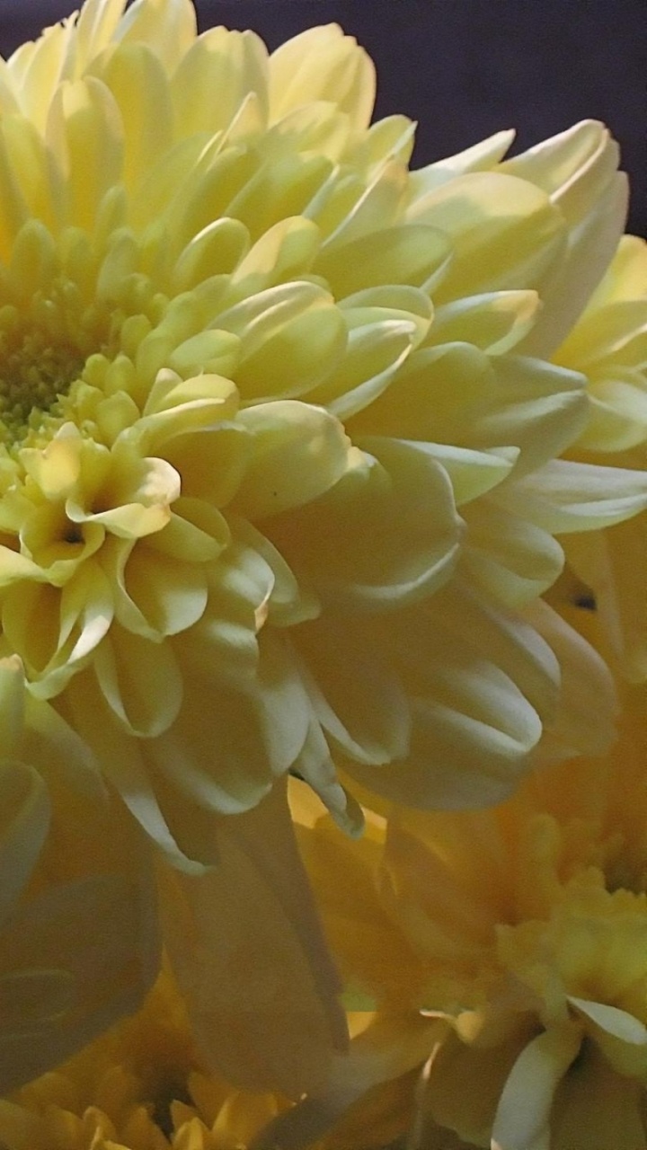 Обои желтый, цветочный букет, цветковое растение, лепесток, растение в разрешении 720x1280