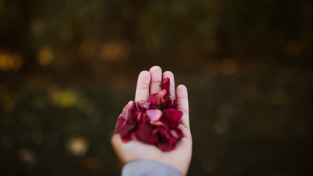 Обои розовый, красный цвет, палец, пурпур, цветок в разрешении 1280x720