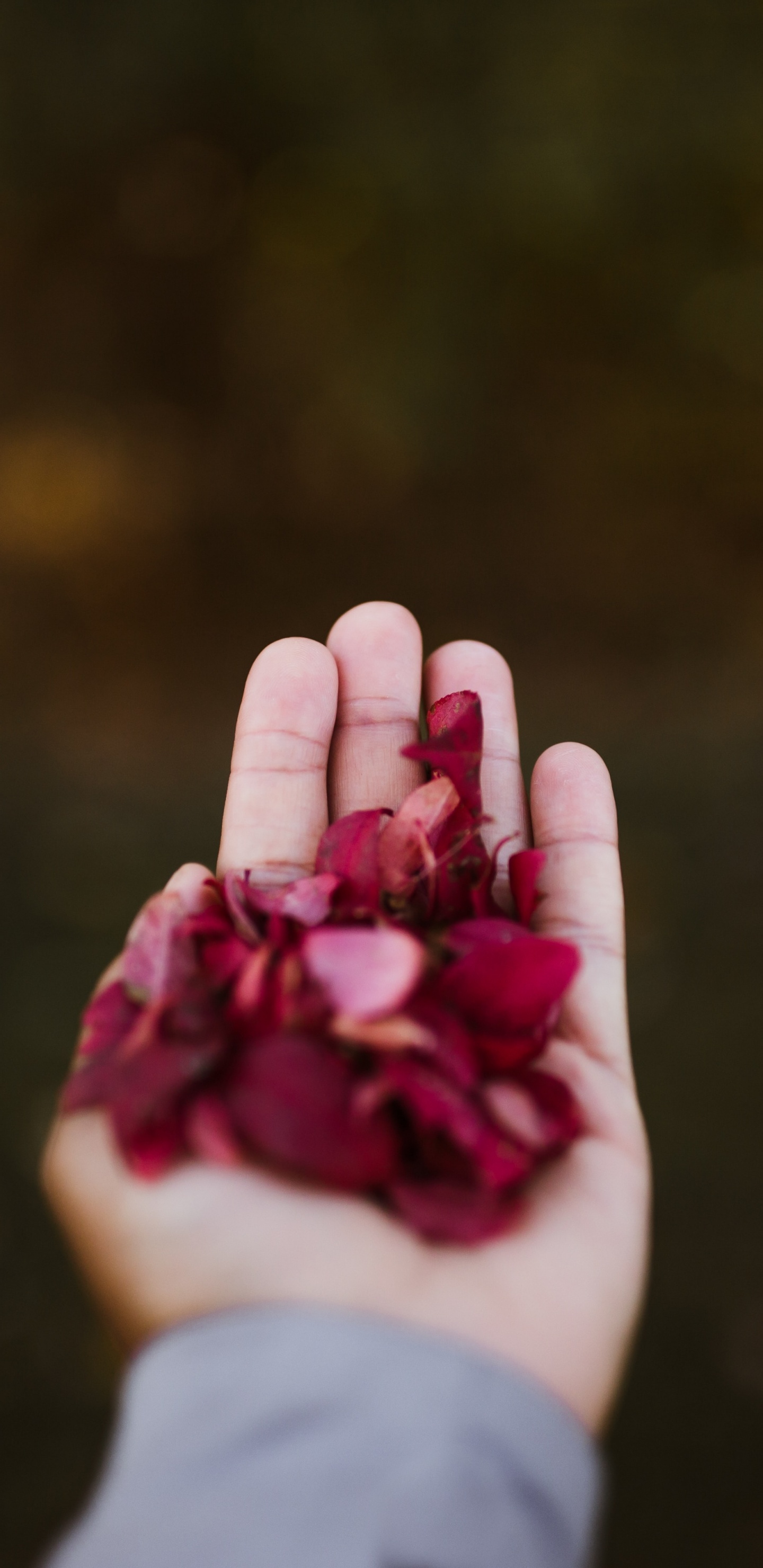Обои розовый, красный цвет, палец, пурпур, цветок в разрешении 1440x2960