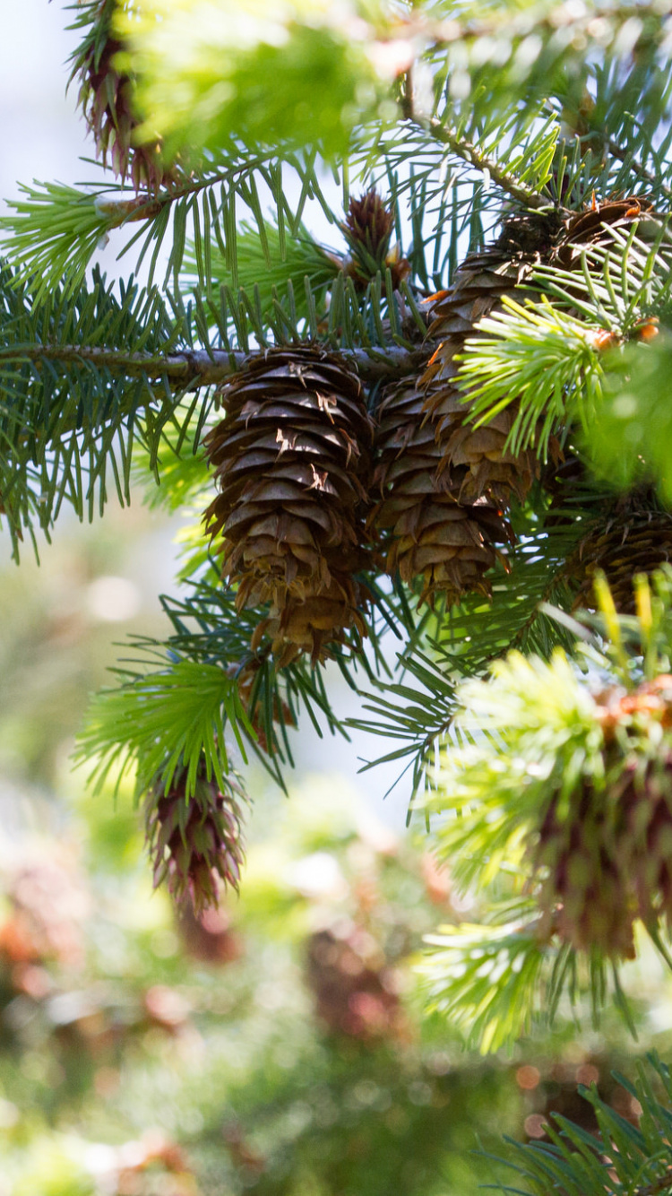 Обои ель, Хвойные, хвойные конуса, ветвь, сосна в разрешении 750x1334