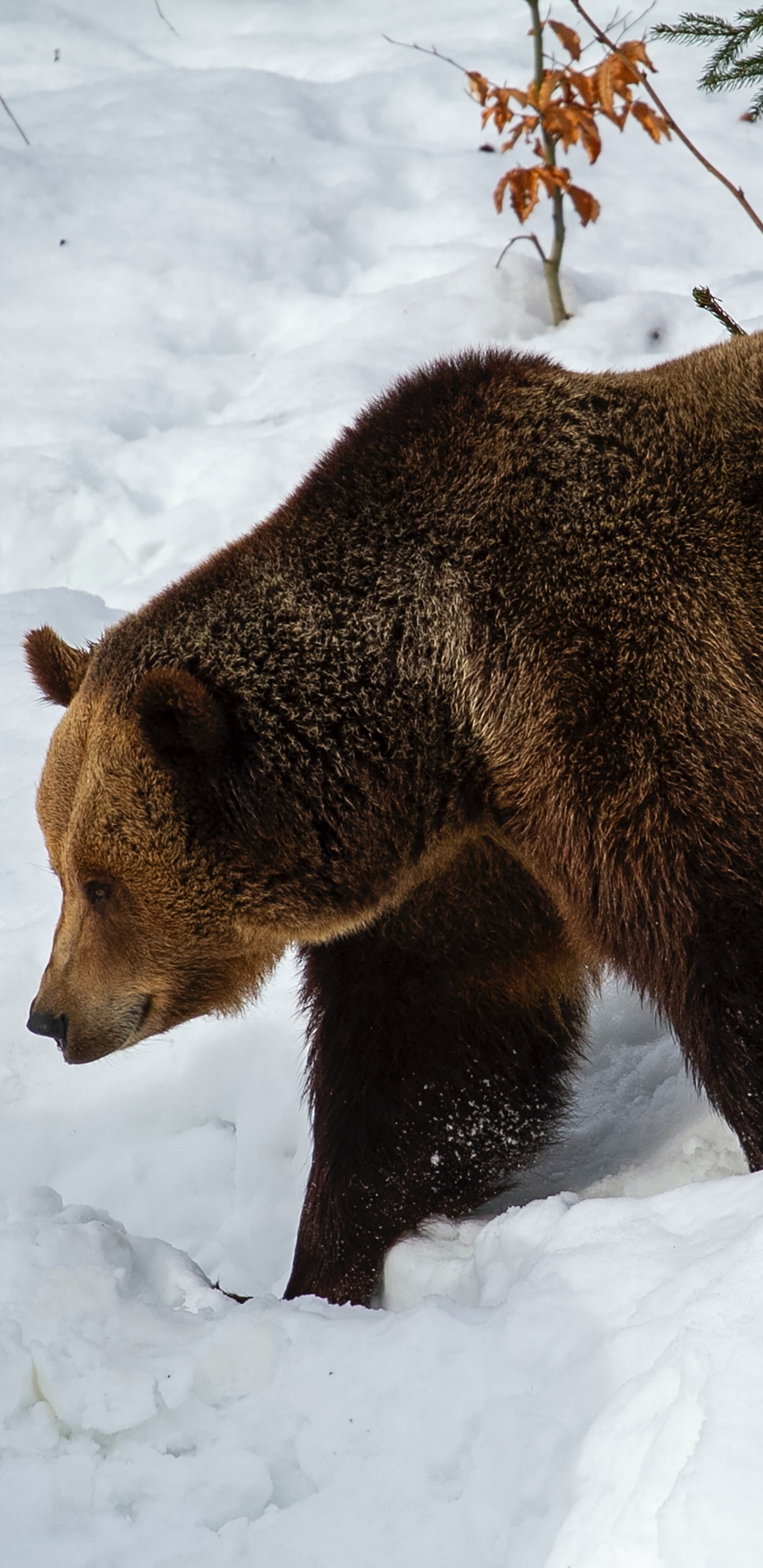 Обои бурый медведь, Гризли, кадьяк медведь, снег, растение в разрешении 1440x2960