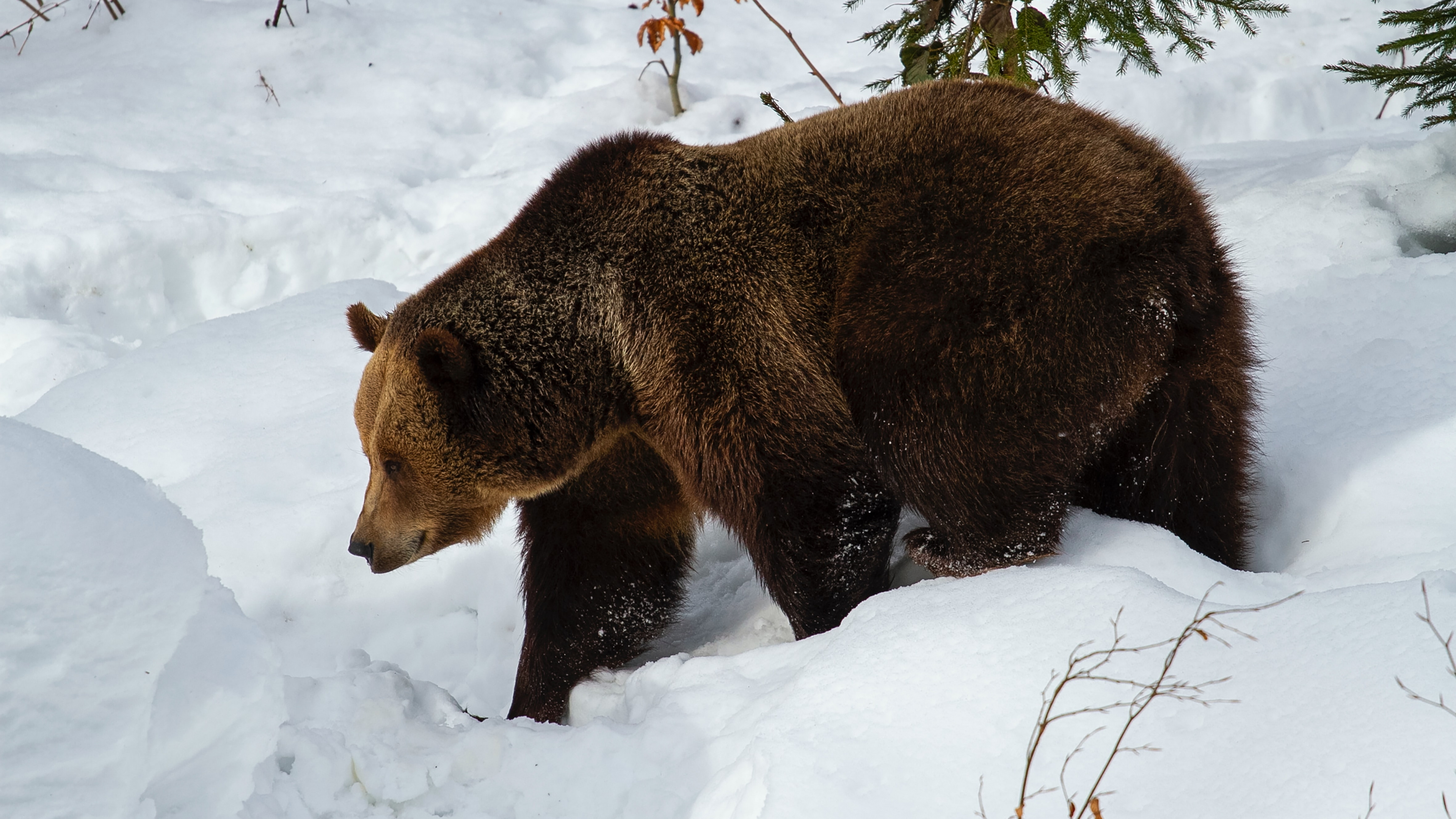 Обои бурый медведь, Гризли, кадьяк медведь, снег, растение в разрешении 3840x2160