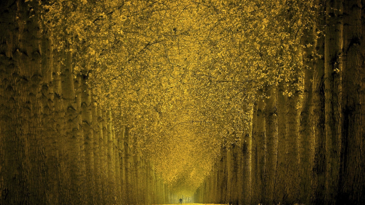 Обои природа, желтый, дерево, солнечный свет, адиантум дерево в разрешении 1280x720