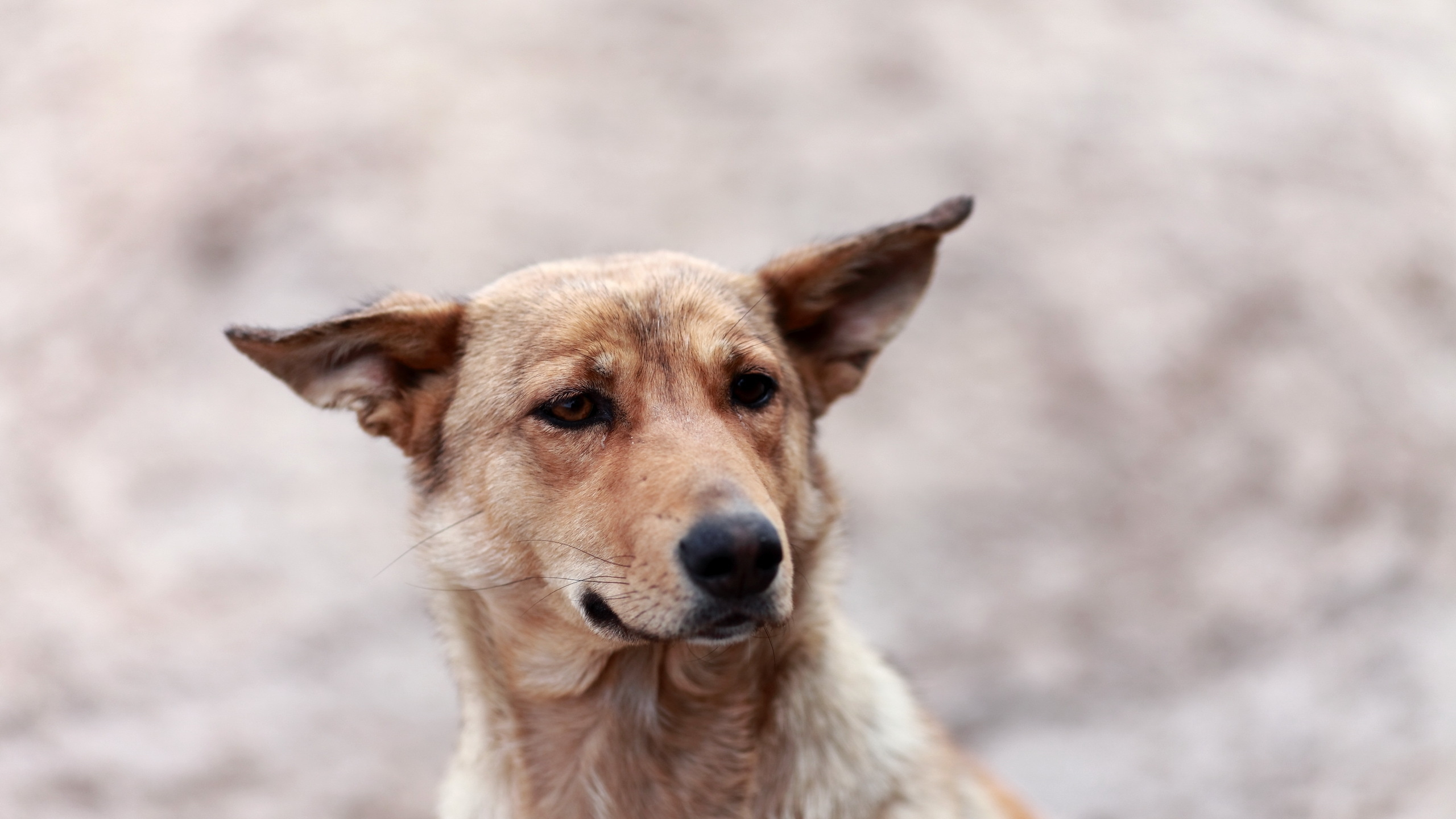 Обои щенок, собака породы, уличные собаки, сенбернар, ханаанская собака в разрешении 2560x1440