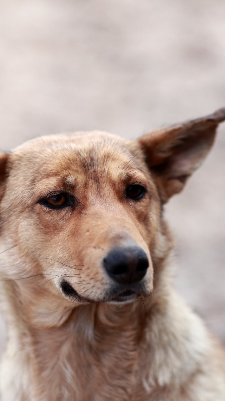 Обои щенок, собака породы, уличные собаки, сенбернар, ханаанская собака в разрешении 720x1280