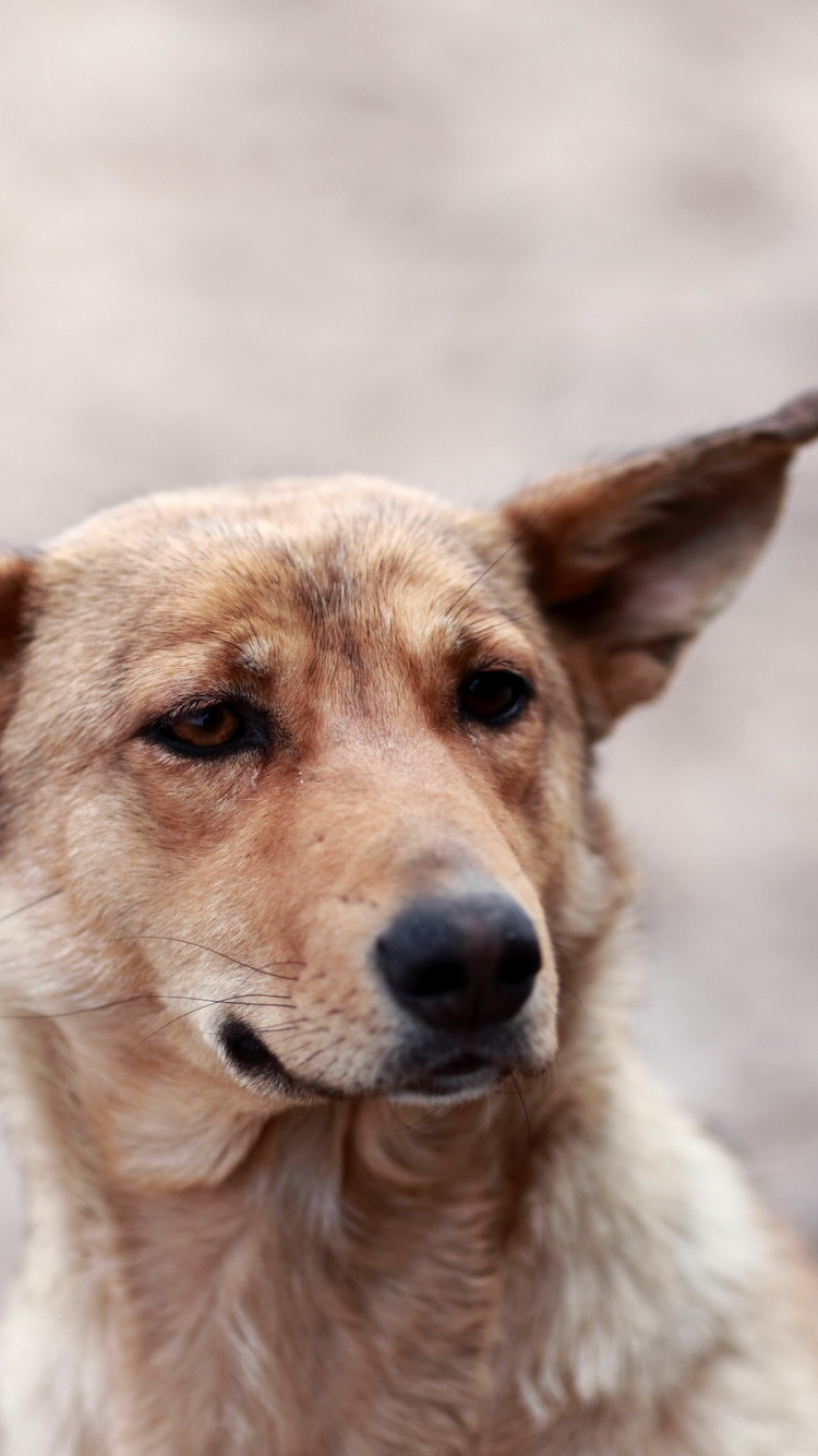 Обои щенок, собака породы, уличные собаки, сенбернар, ханаанская собака в разрешении 750x1334