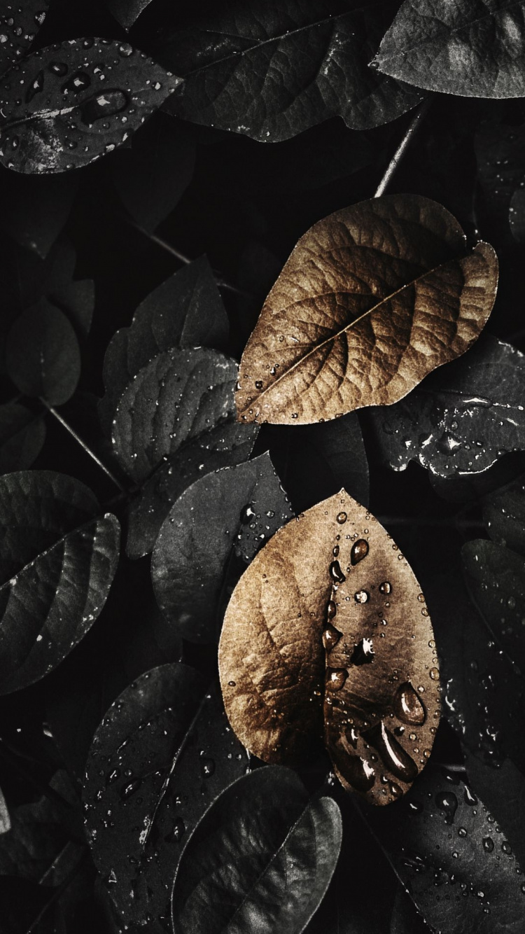Обои лист, растение, черный, вода, черный и белый в разрешении 750x1334