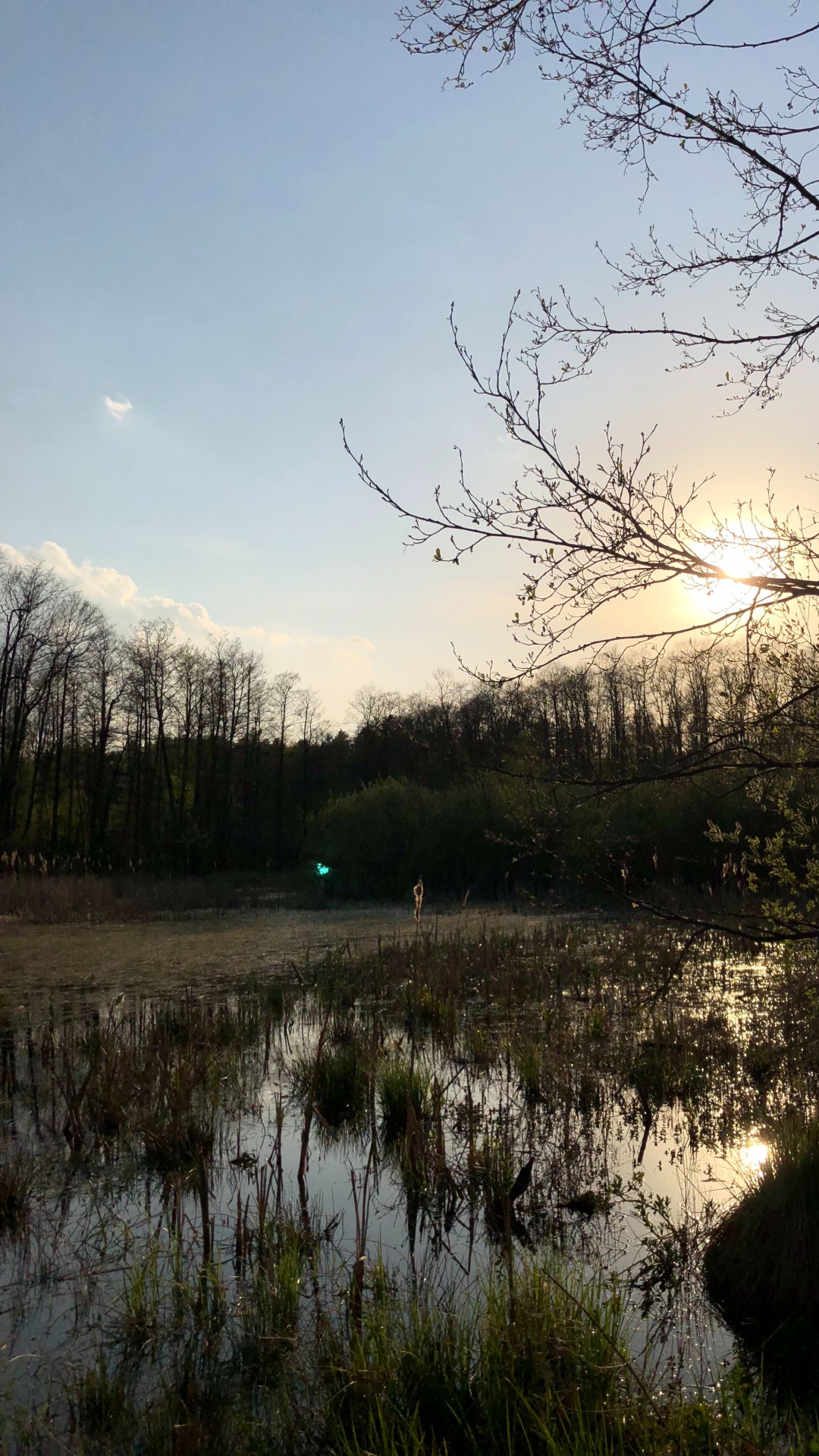 Обои отражение, природа, ветвь, природный ландшафт, окружающая среда в разрешении 1080x1920