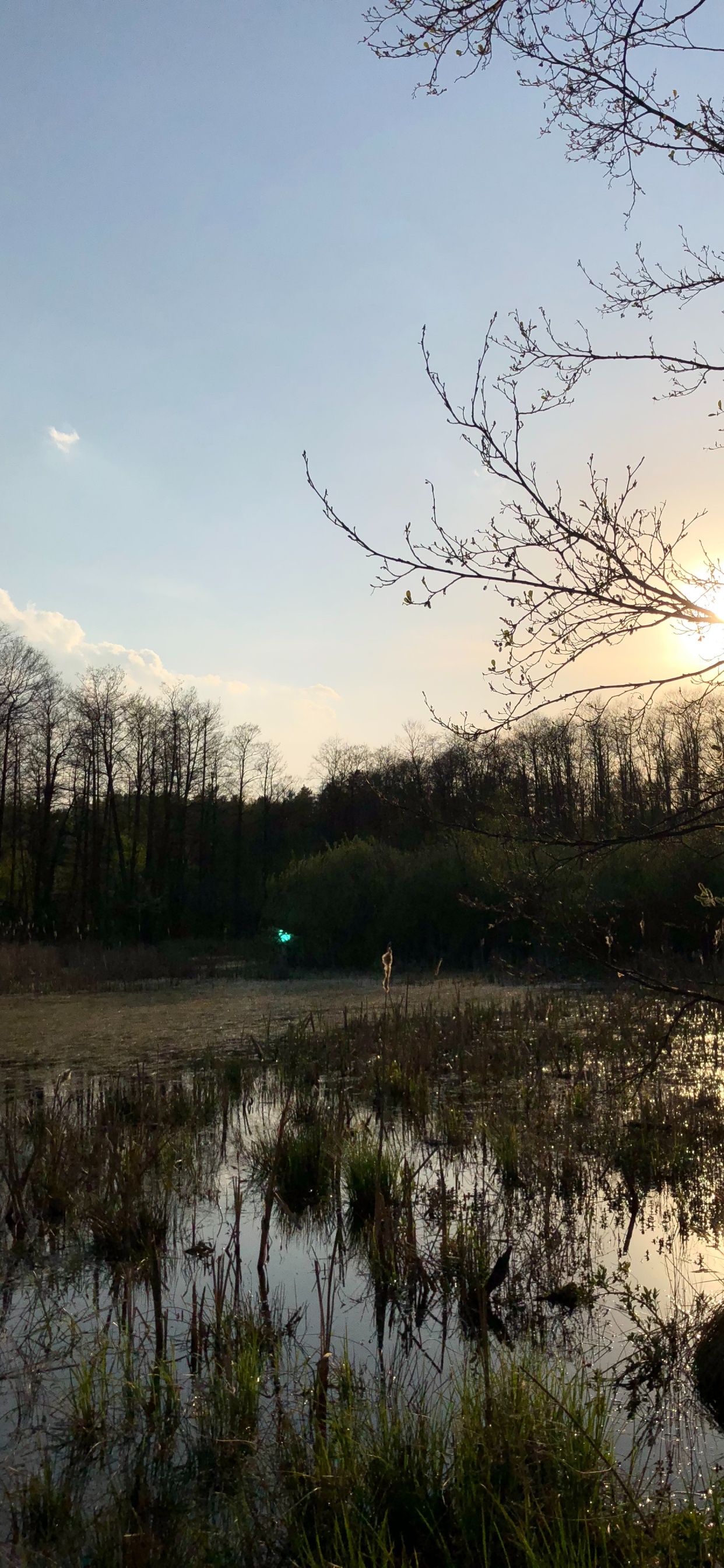 Обои отражение, природа, ветвь, природный ландшафт, окружающая среда в разрешении 1242x2688