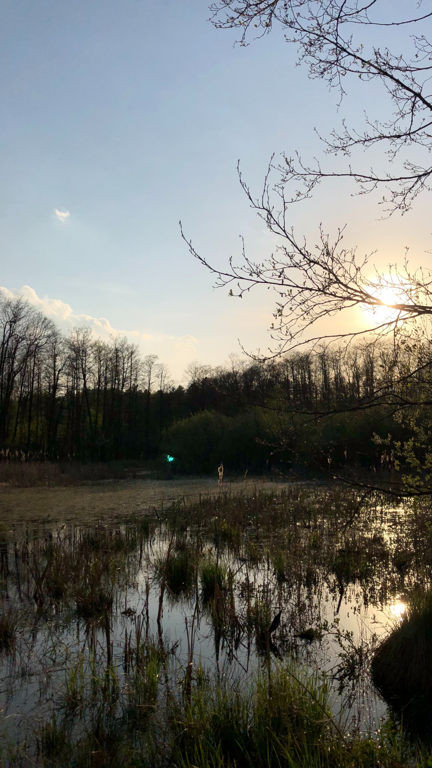 Обои отражение, природа, ветвь, природный ландшафт, окружающая среда в разрешении 1440x2560