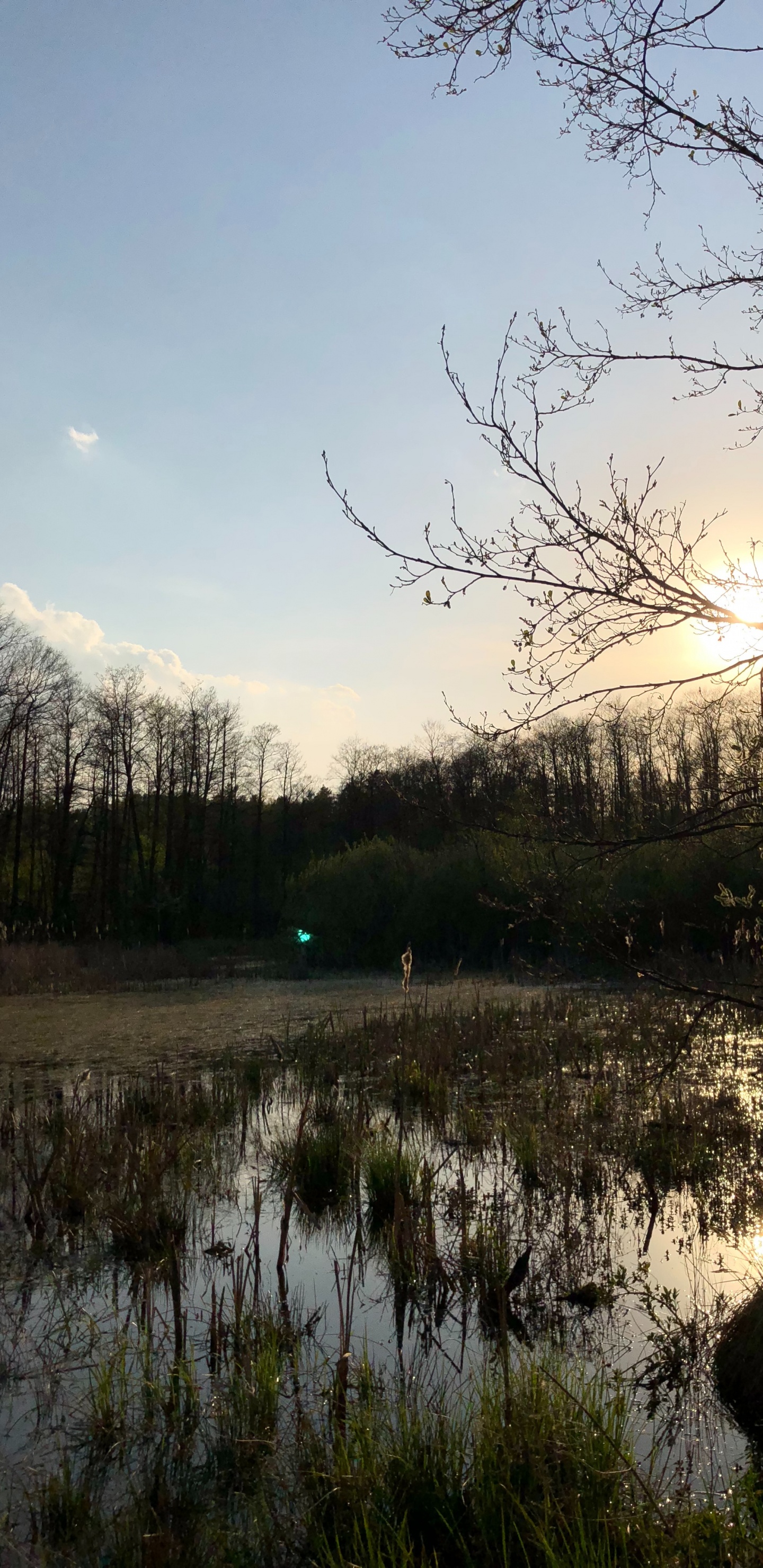 Обои отражение, природа, ветвь, природный ландшафт, окружающая среда в разрешении 1440x2960