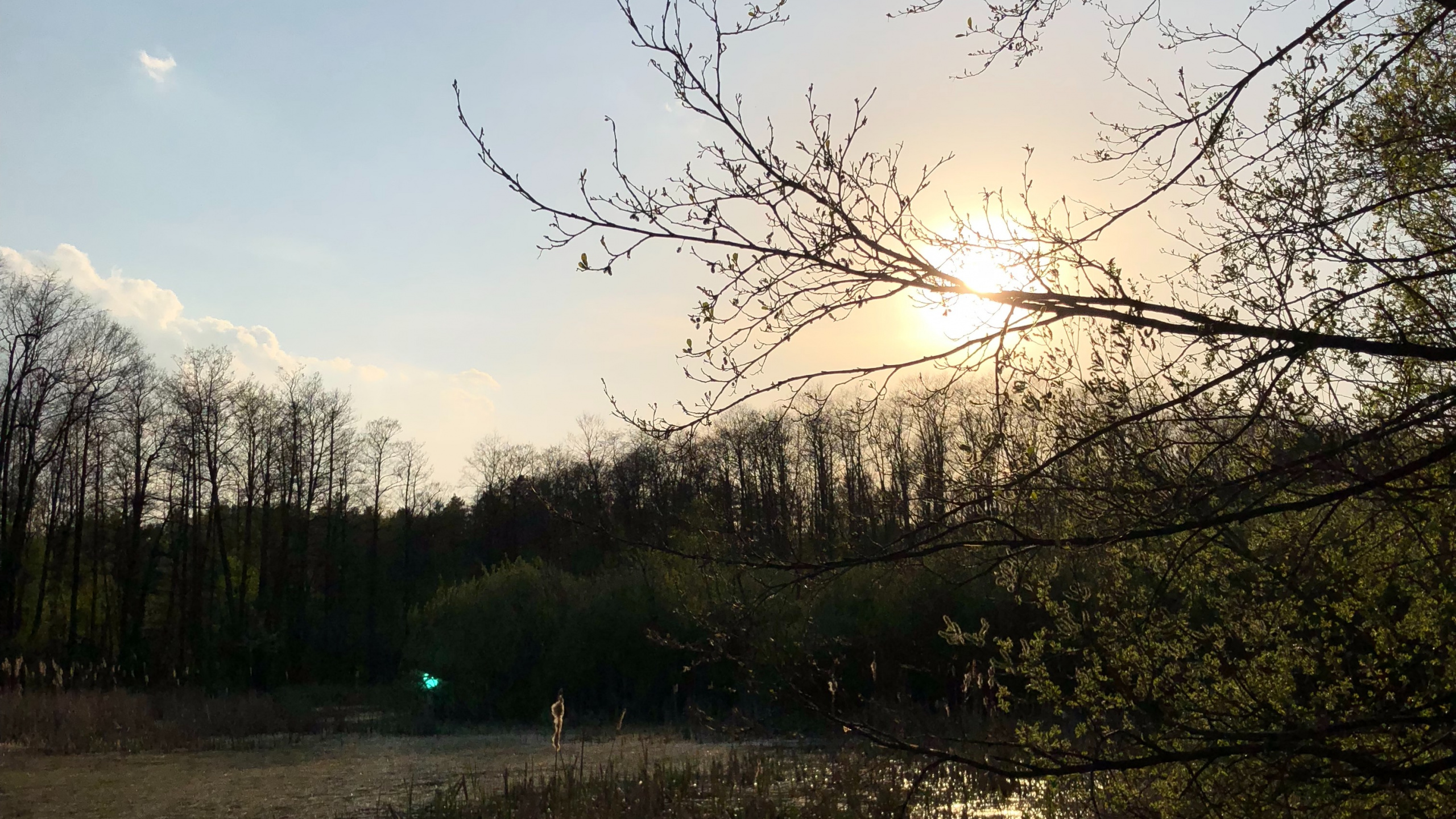 Обои отражение, природа, ветвь, природный ландшафт, окружающая среда в разрешении 2560x1440