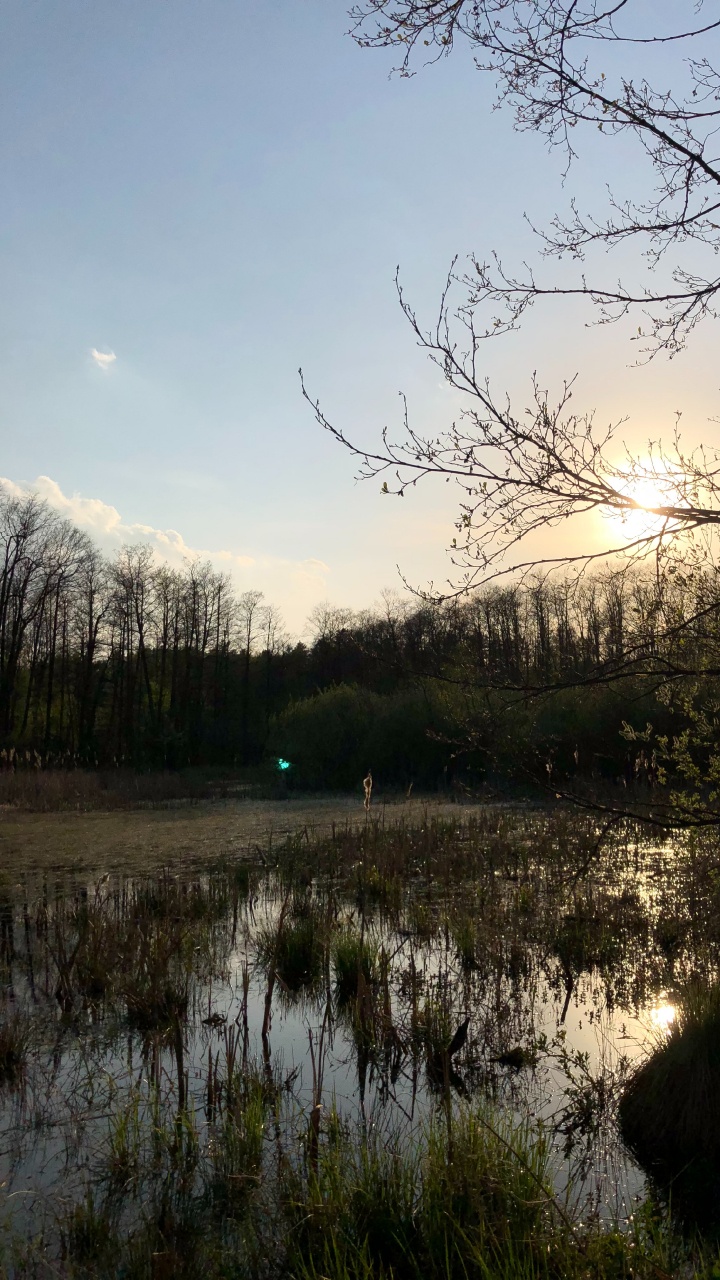 Обои отражение, природа, ветвь, природный ландшафт, окружающая среда в разрешении 720x1280