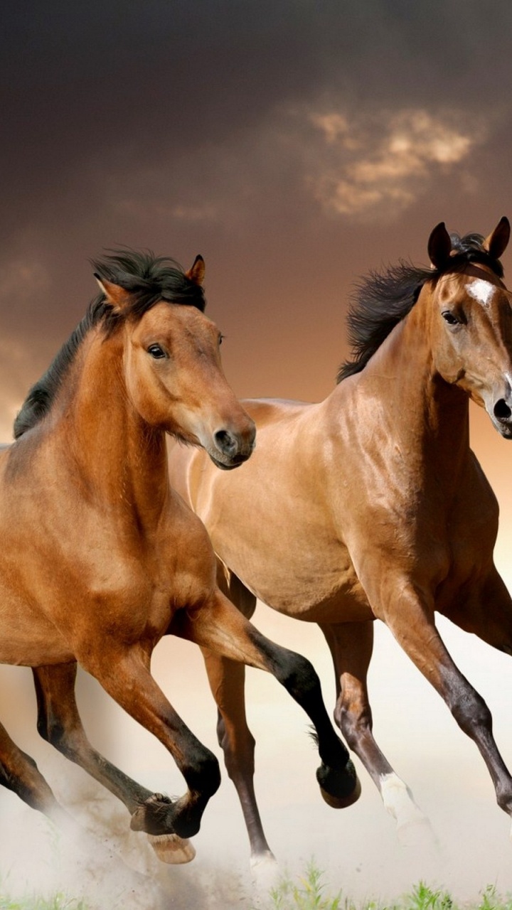 Обои Мустанг, дикая лошадь, жеребец, конь, Мустанг лошадь в разрешении 720x1280