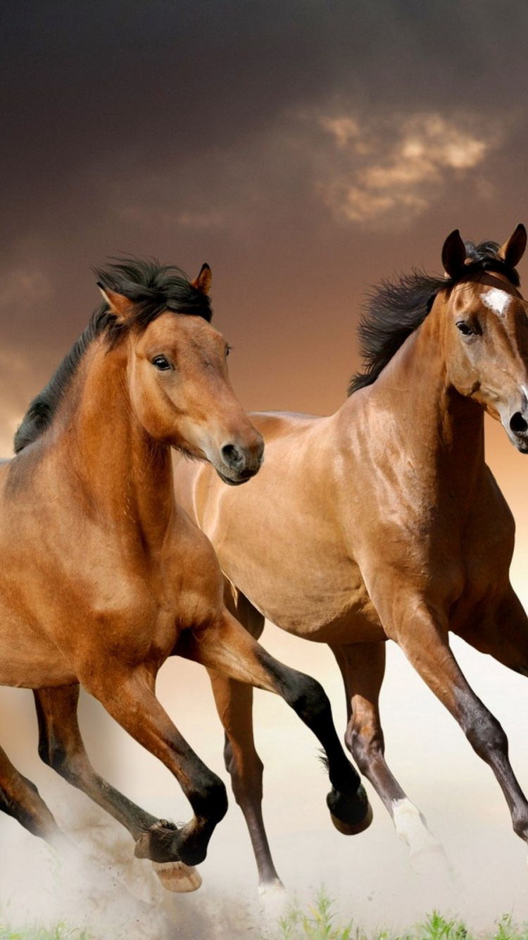 Обои Мустанг, дикая лошадь, жеребец, конь, Мустанг лошадь в разрешении 750x1334