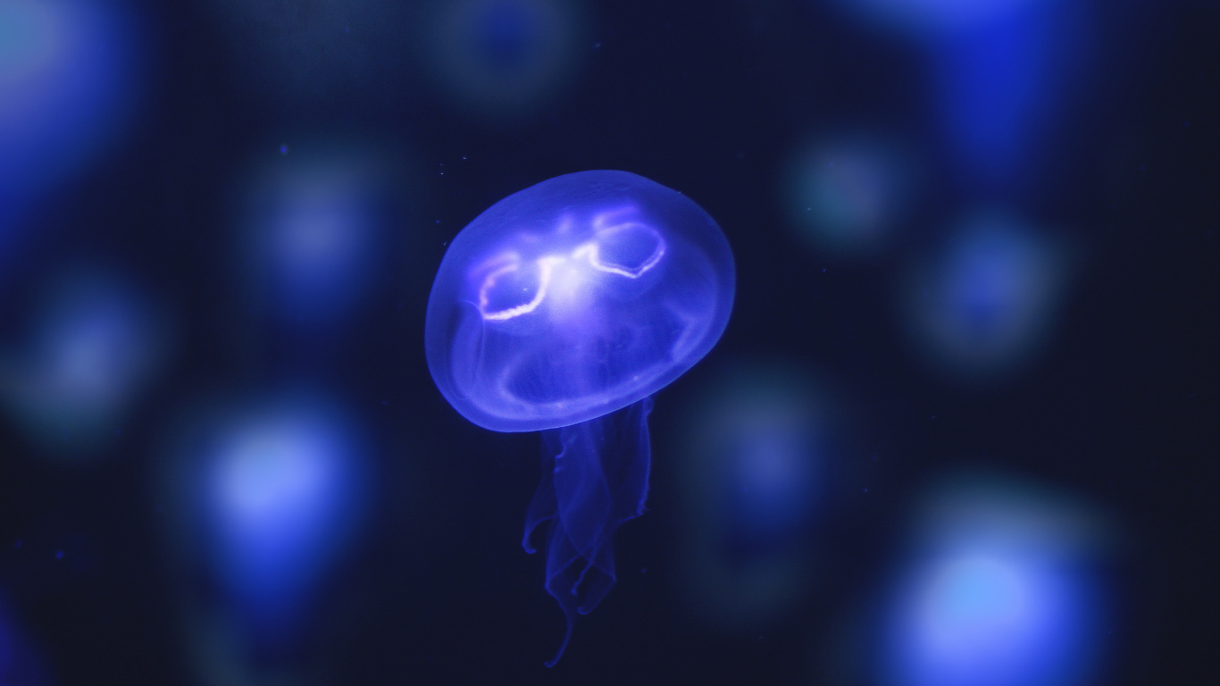 Обои синий, Медуза, cnidaria, электрик, морские беспозвоночные в разрешении 1366x768