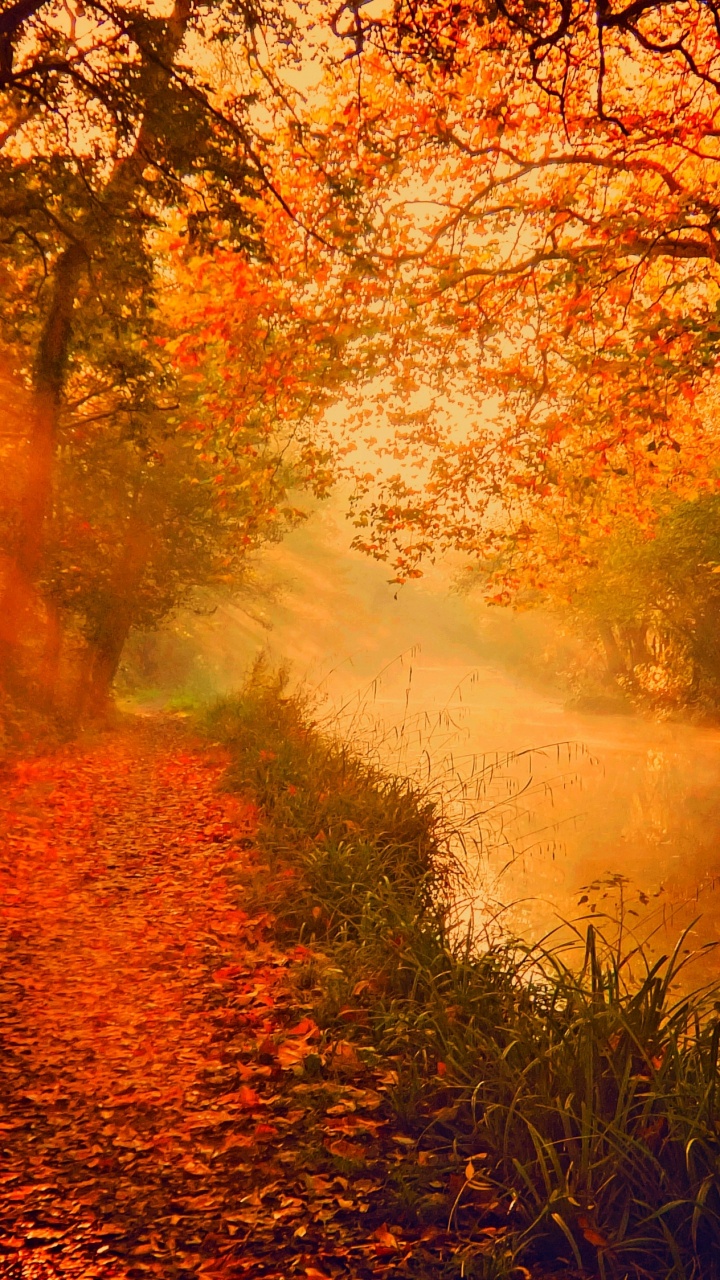 Обои осень, природа, дерево, солнечный свет, утро в разрешении 720x1280