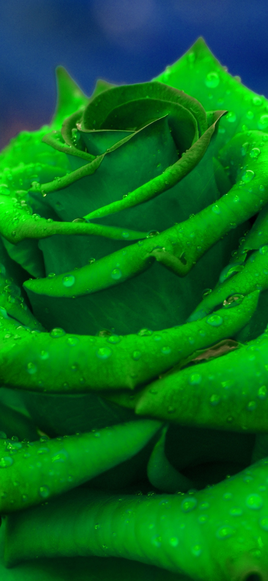 Обои зеленый, сад роз, Роза, цветок, растение в разрешении 1125x2436