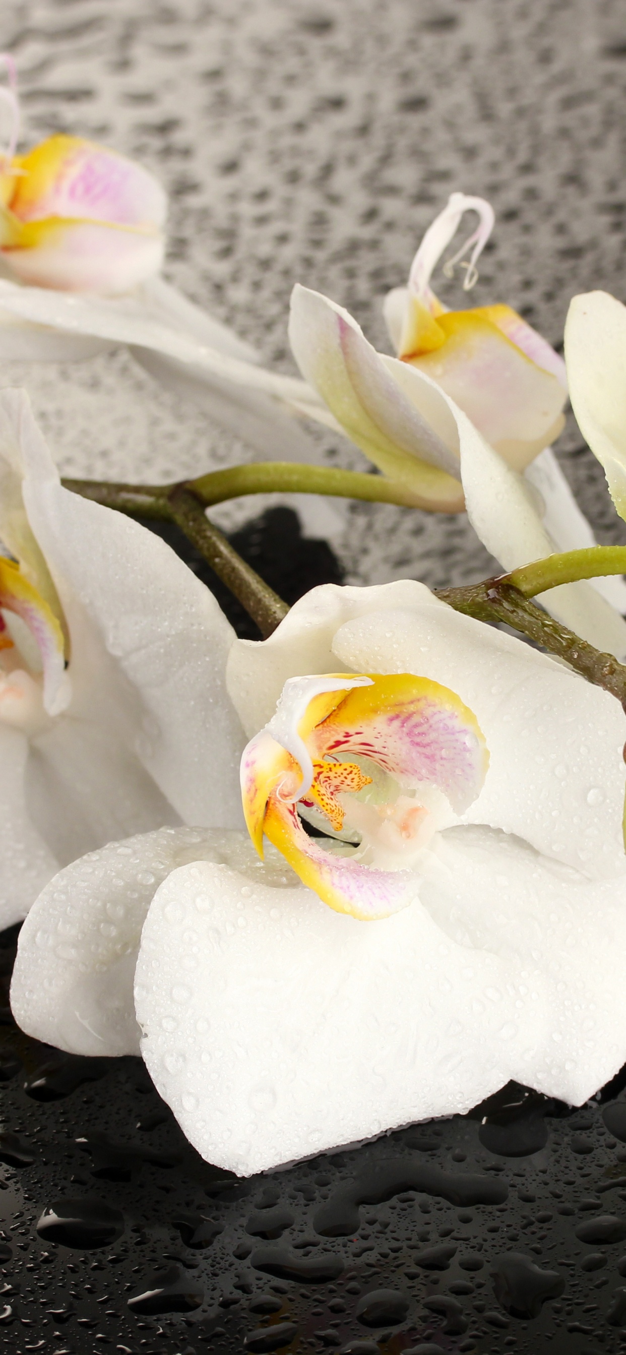 Обои орхидея, цветок, мотылек орхидея, белые, лепесток в разрешении 1242x2688