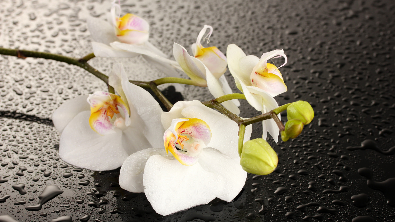 Обои орхидея, цветок, мотылек орхидея, белые, лепесток в разрешении 1366x768