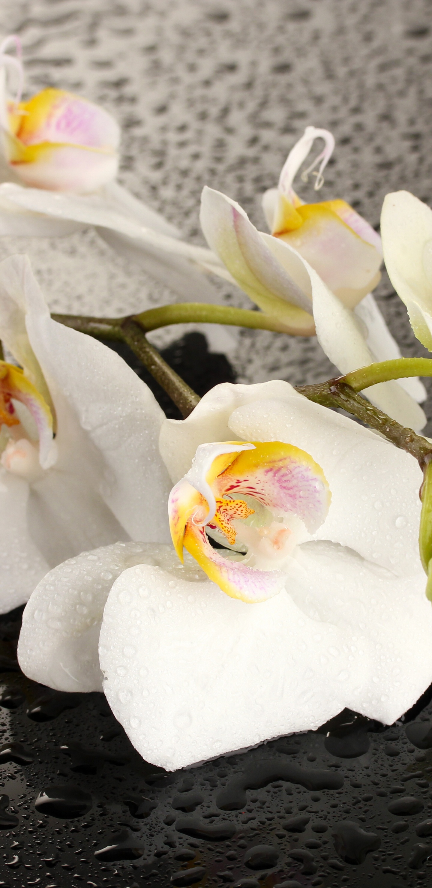 Обои орхидея, цветок, мотылек орхидея, белые, лепесток в разрешении 1440x2960