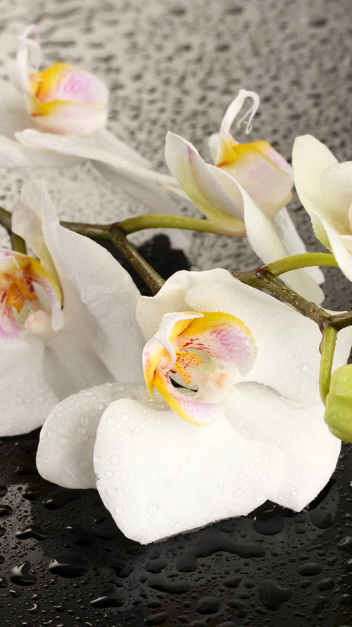 Обои орхидея, цветок, мотылек орхидея, белые, лепесток в разрешении 720x1280