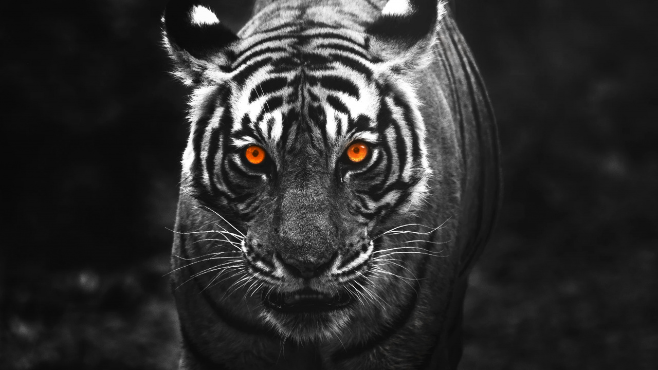 Обои думаю, что хочу получить тигр, тигр, андроид, Амурский тигр, бенгальский тигр в разрешении 1280x720