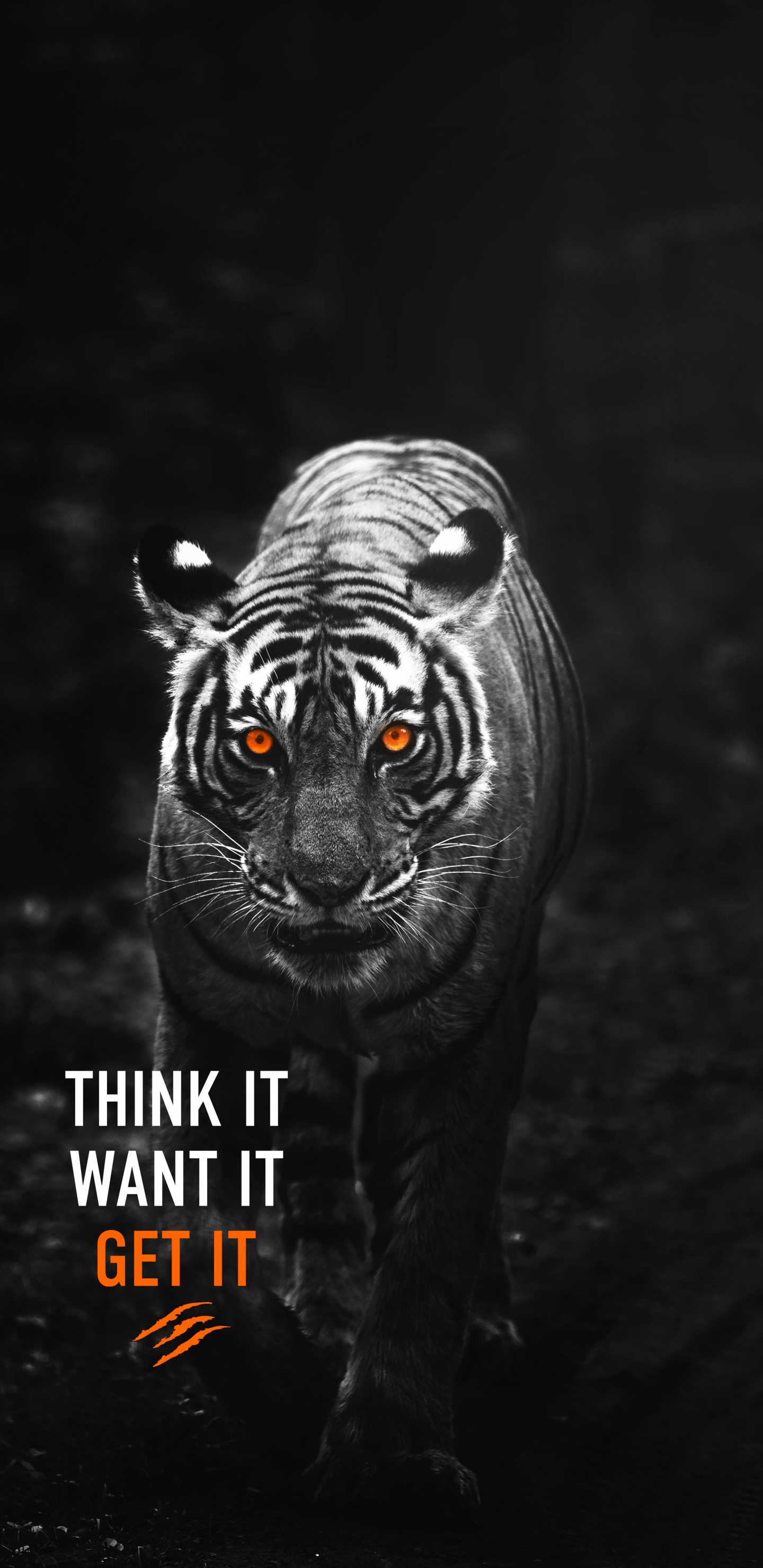 Обои думаю, что хочу получить тигр, тигр, андроид, Амурский тигр, бенгальский тигр в разрешении 1440x2960