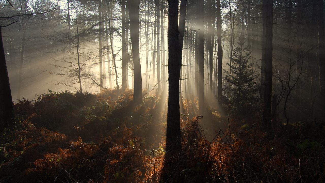Обои лес, природа, дерево, солнечный свет, лесистая местность в разрешении 1280x720