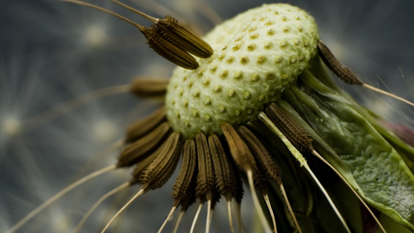 Обои растение, пыльца, стебель, фотографии природы, стебель растения в разрешении 1366x768
