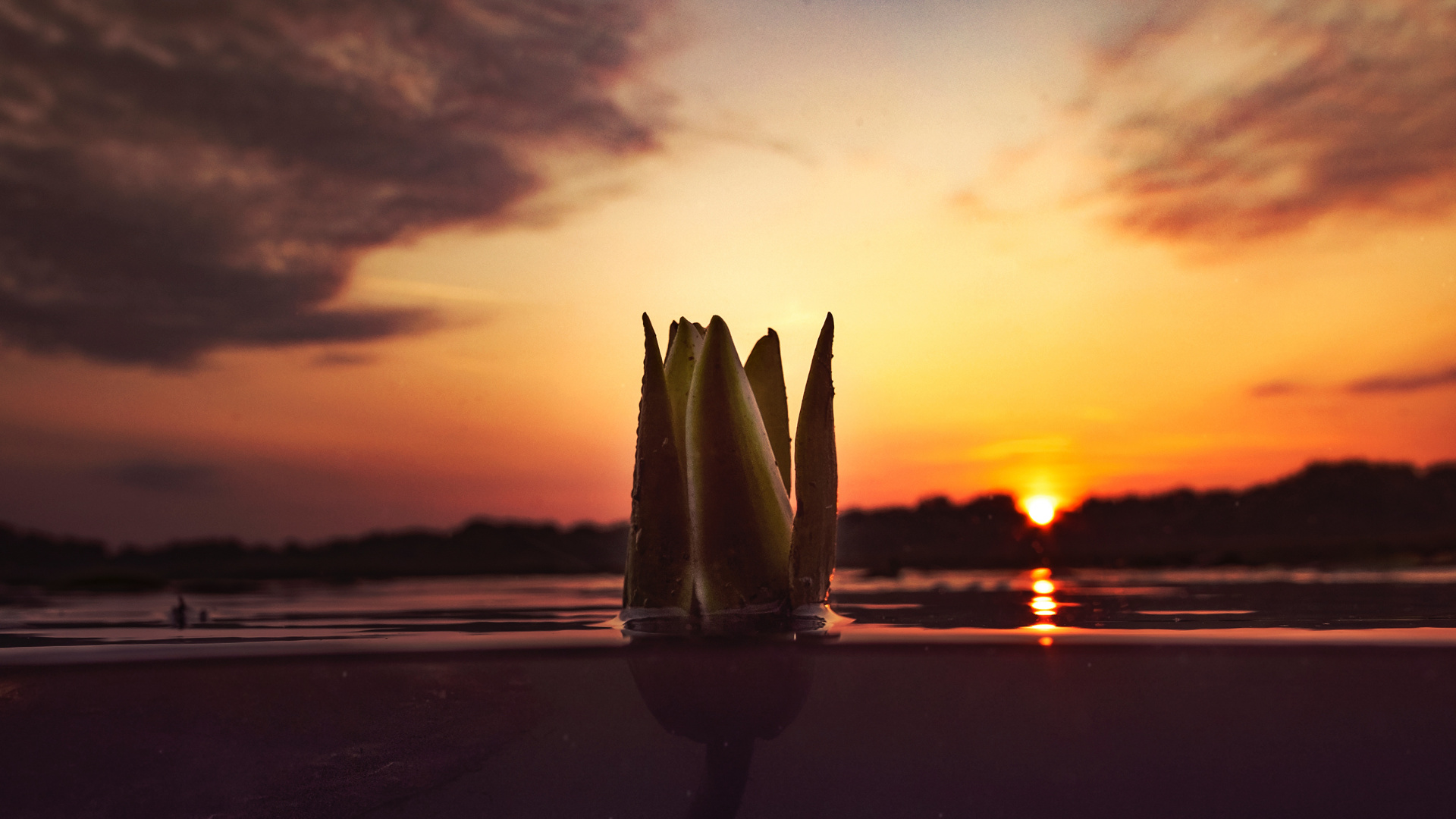 Обои закат, бутон, вода, облако, природный ландшафт в разрешении 1920x1080