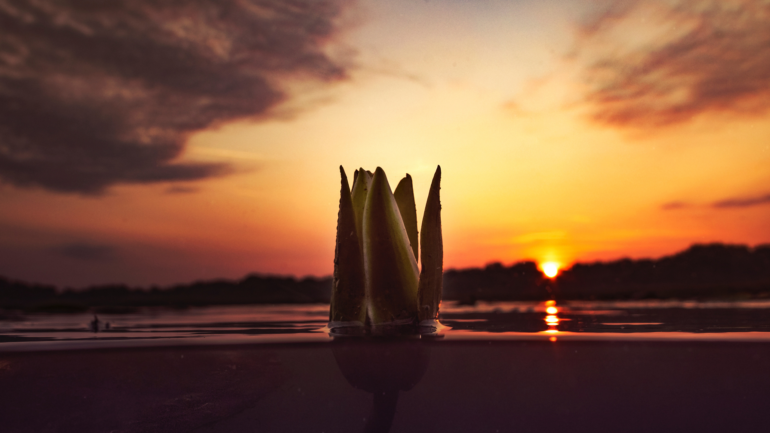 Обои закат, бутон, вода, облако, природный ландшафт в разрешении 2560x1440