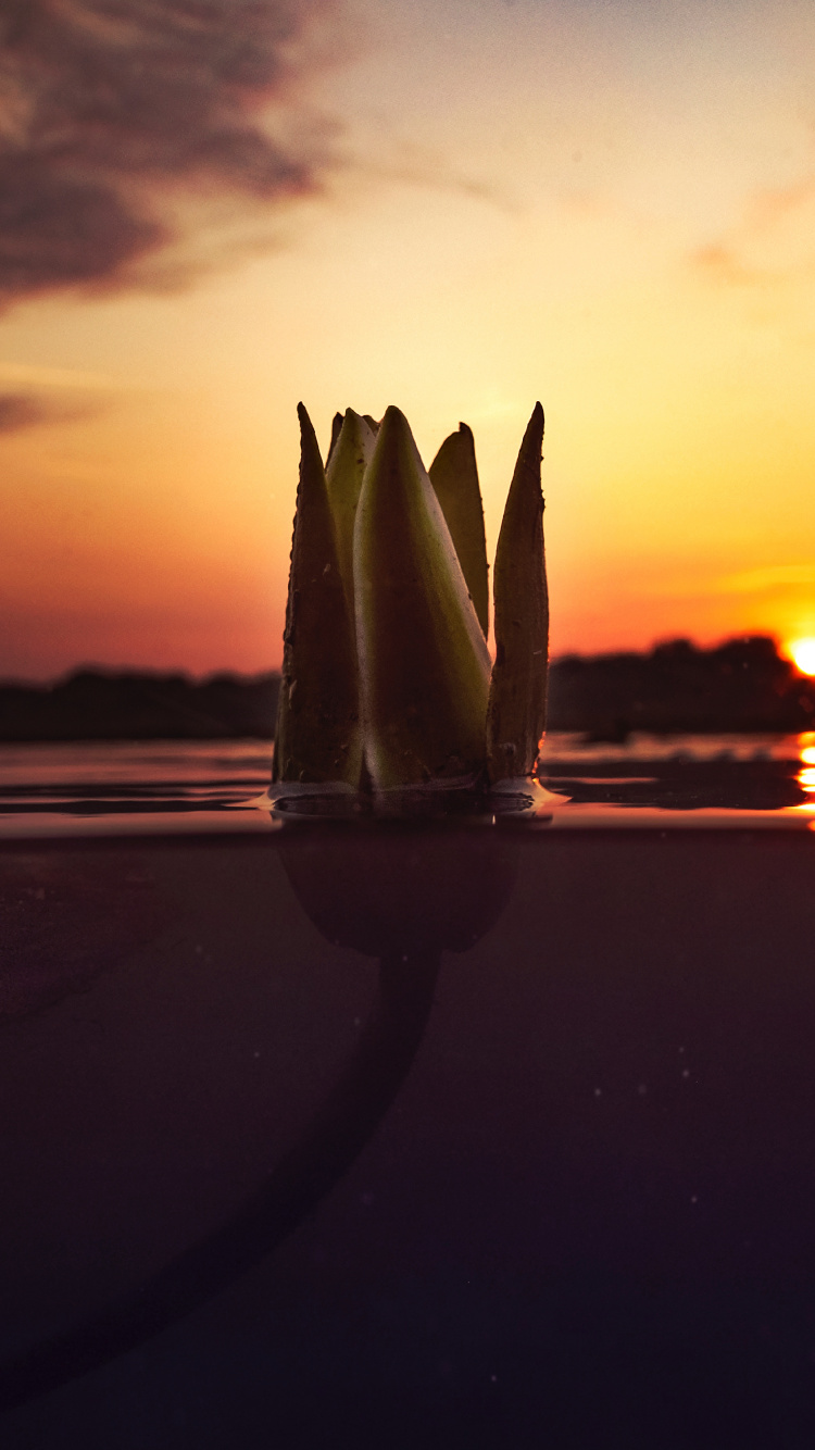 Обои закат, бутон, вода, облако, природный ландшафт в разрешении 750x1334