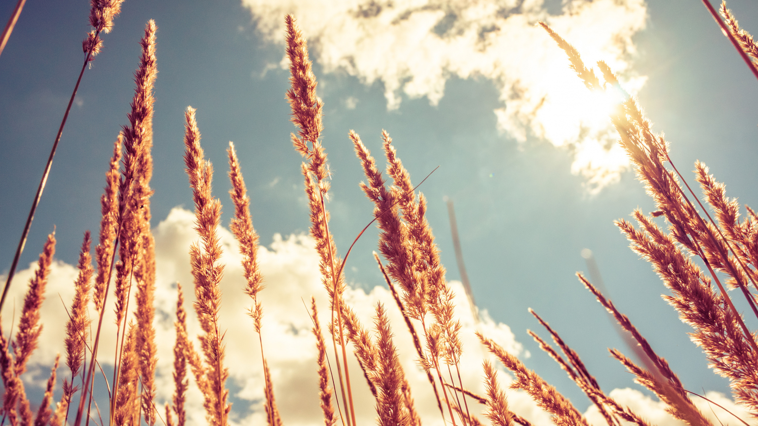Обои семейство травы, солнечный свет, трава, весна, зерно в разрешении 2560x1440