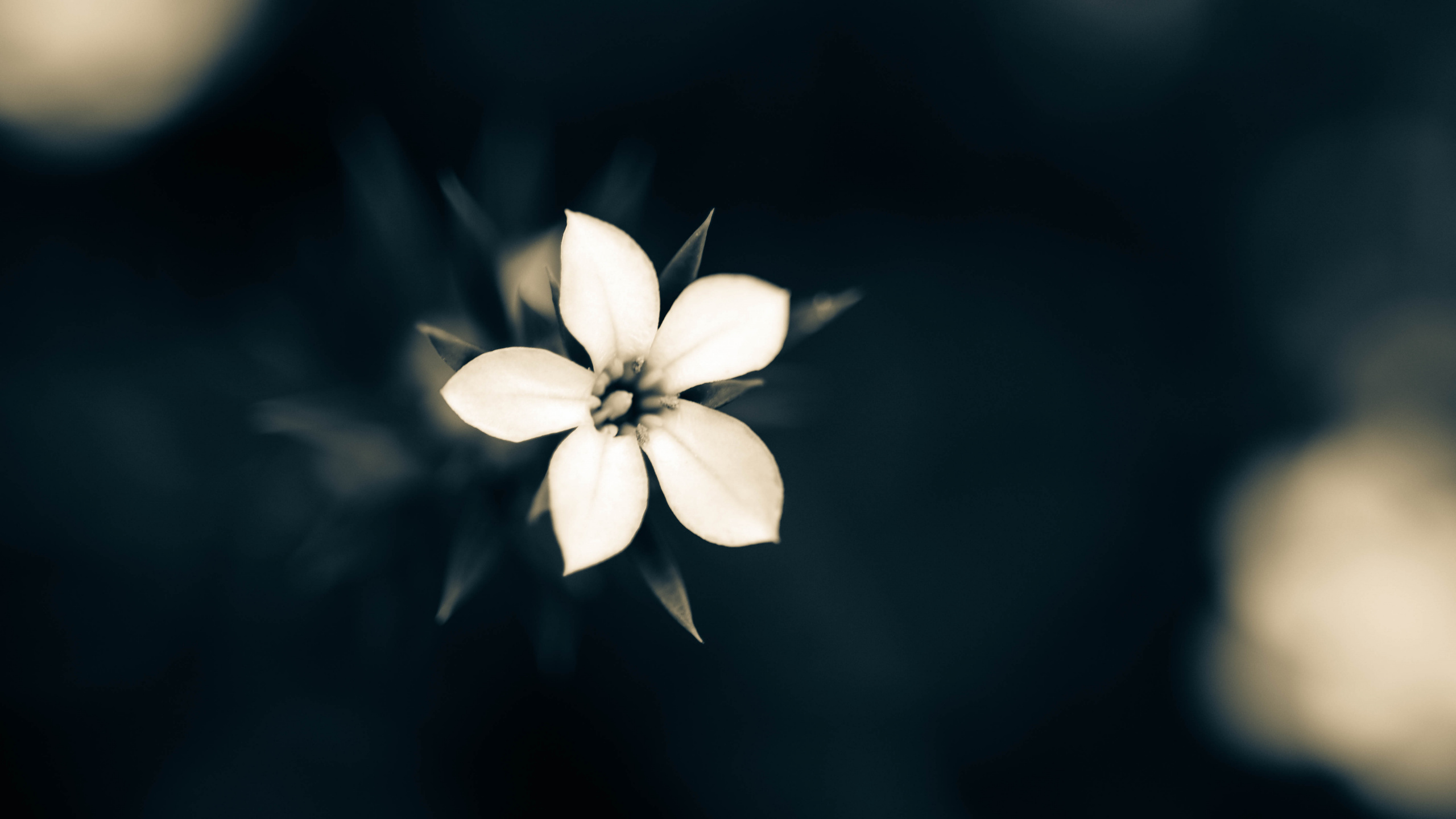 Обои цветок, лепесток, синий, свет, лист в разрешении 2560x1440