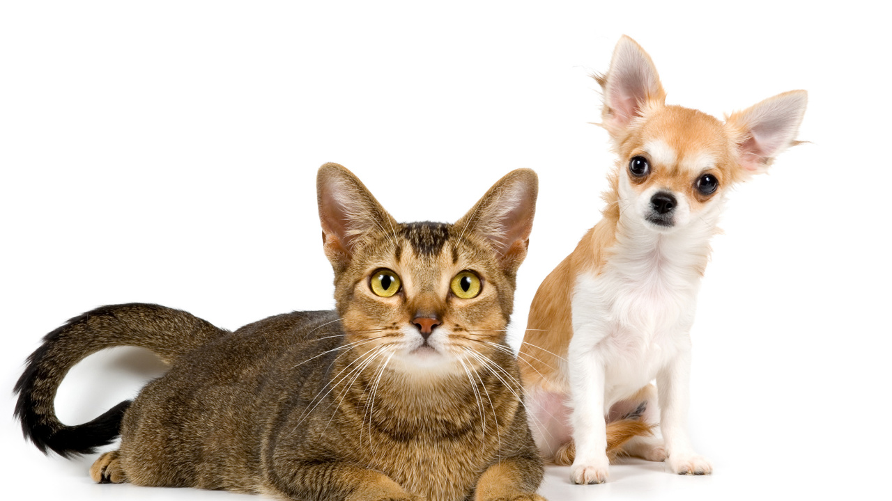 Обои кот, щенок, котенок, бакенбарды, Чихуахуа в разрешении 1280x720